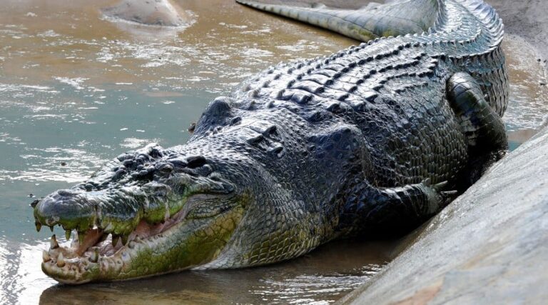 A footballer killed by a crocodile